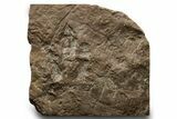 Jurassic Theropod Dinosaur (Eubrontes) Track - Massachusetts #383424-1